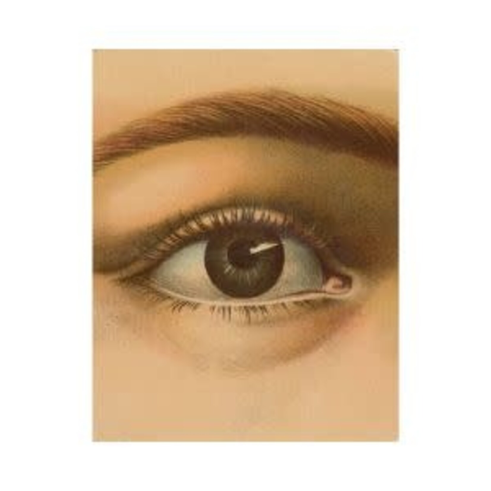 John Derian Picture Book
