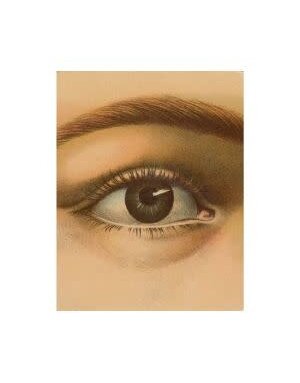 John Derian Picture Book