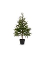 Potted Cedar Tree, 36 in. !!