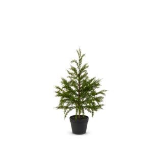 Potted Cedar Tree, 27 in.