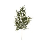 Norfolk Pine Branch, 39 in.