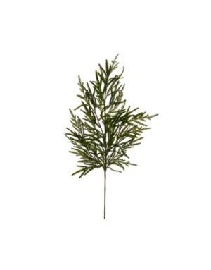 Norfolk Pine Branch, 39 in.