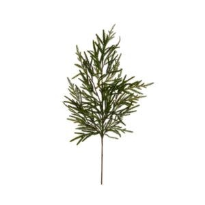 Norfolk Pine Branch, 39 in.