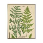 Antique Curiosities Inc Vintage Shadowbox Fern Collage A, 16 X 12