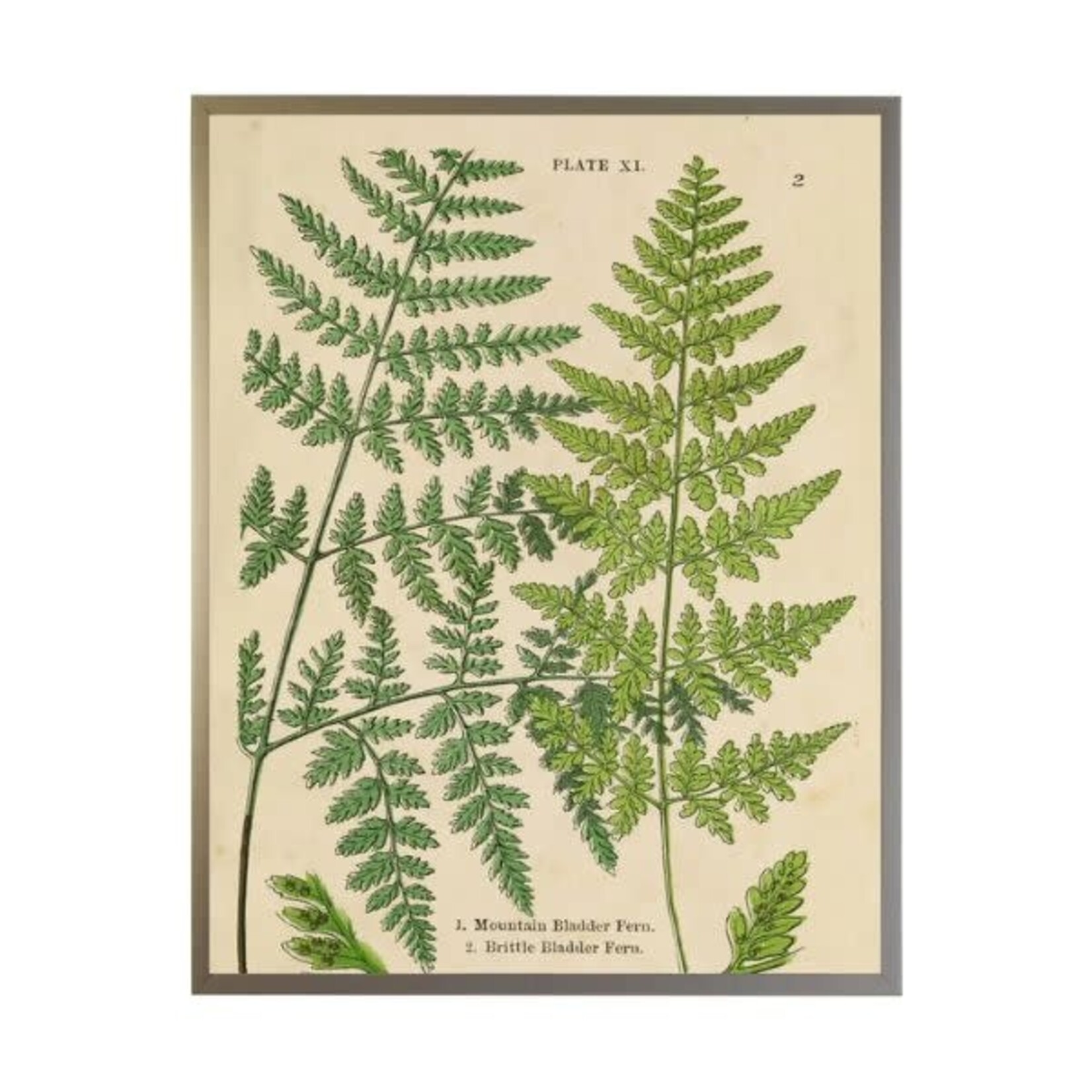 Antique Curiosities Inc Vintage Shadowbox Fern Collage A, 16 X 12