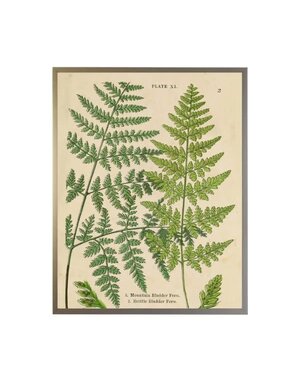 Antique Curiosities Inc Vintage Shadowbox Fern Collage A, 16 X 12, Artwork Available for Local Delivery or Pick Up