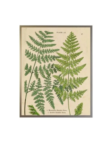 Antique Curiosities Inc Vintage Shadowbox Fern Collage A, 16 X 12, Artwork Available for Local Delivery or Pick Up
