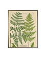 Antique Curiosities Inc Vintage Shadowbox Fern Collage A, 16 X 12, Artwork Available for Local Delivery or Pick Up