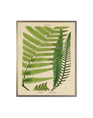 Antique Curiosities Inc Vintage Shadowbox Fern Collage C, 16 X 12, Artwork Available for Local Delivery or Pick Up