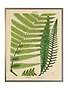 Antique Curiosities Inc Vintage Shadowbox Fern Collage C, 16 X 12, Artwork Available for Local Delivery or Pick Up