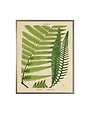 Antique Curiosities Inc Vintage Shadowbox Fern Collage C, 16 X 12, Artwork Available for Local Delivery or Pick Up
