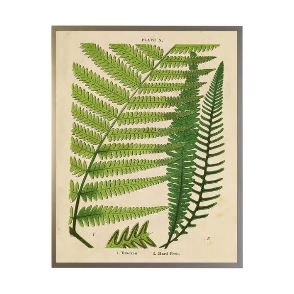 Antique Curiosities Inc Vintage Shadowbox Fern Collage C, 16 X 12, Artwork Available for Local Delivery or Pick Up