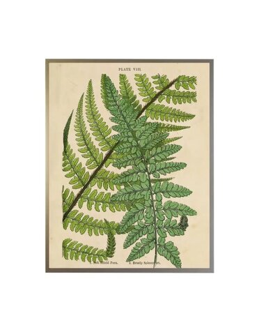 Antique Curiosities Inc Vintage Shadowbox Fern Collage F, 16 X 12, Artwork Available for Local Delivery or Pick Up