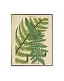 Antique Curiosities Inc Vintage Shadowbox Fern Collage F, 16 X 12, Artwork Available for Local Delivery or Pick Up