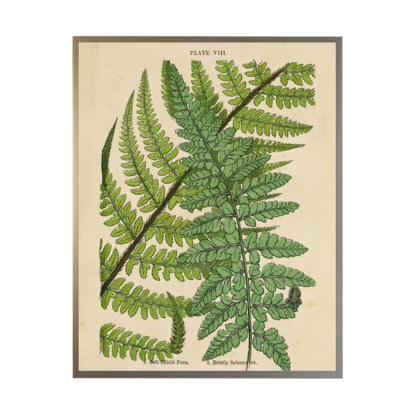 Antique Curiosities Inc Vintage Shadowbox Fern Collage F, 16 X 12, Artwork Available for Local Delivery or Pick Up