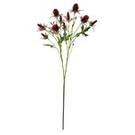 Thistle Eryngium Sea Holly Bundle, Wine Burgandy, 26 in.