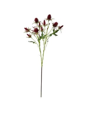 Thistle Eryngium Sea Holly Bundle, Wine Burgandy, 26 in.