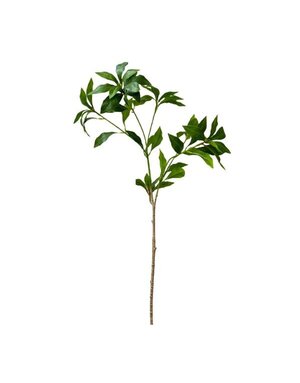 Pieris Japonica Green Stem, 32 in.