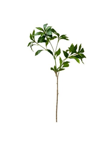 Pieris Japonica Green Stem, 32 in.