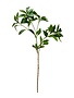 Pieris Japonica Green Stem, 32 in.