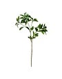Pieris Japonica Green Stem, 32 in.