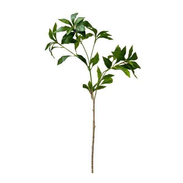 Pieris Japonica Green Stem, 32 in.