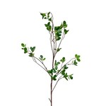 Aglaia Odorata Spray, 42 in.