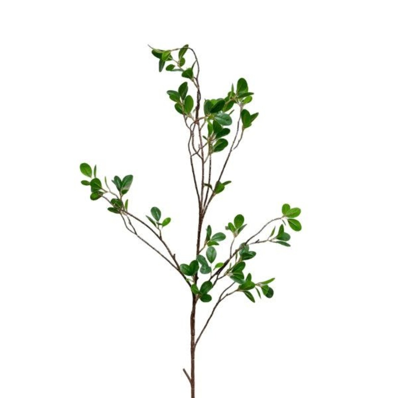 Aglaia Odorata Spray, 42 in.