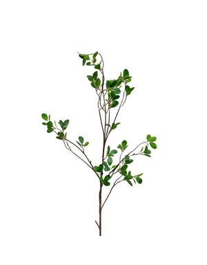 Aglaia Odorata Spray, 42 in.