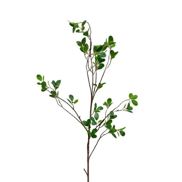 Aglaia Odorata Spray, 42 in.