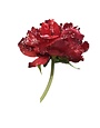 Snowy Peony Stem, Red, 12 in.
