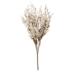 Ragon House White Dance Plant Bush, 14.5 in.