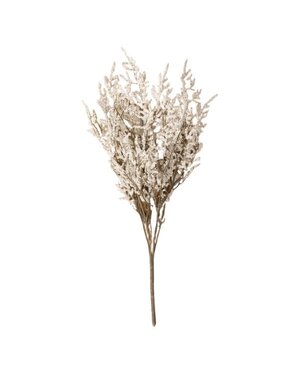 Ragon House White Dance Plant Bush, 14.5 in.