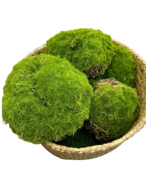 Moss Balls, Assorted Sized, Pack of Six