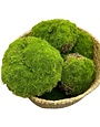 Moss Balls, Assorted Sized, Pack of Six