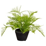 Ragon House Fern in Charcoal Ceramic Pot, 8 in.