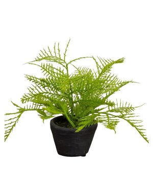 Ragon House Fern in Charcoal Ceramic Pot, 8 in.