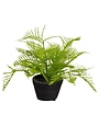 Ragon House Fern in Charcoal Ceramic Pot, 8 in.