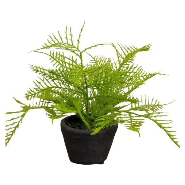Ragon House Fern in Charcoal Ceramic Pot, 8 in.