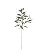 Frosty Eucalyptus, 41 in.