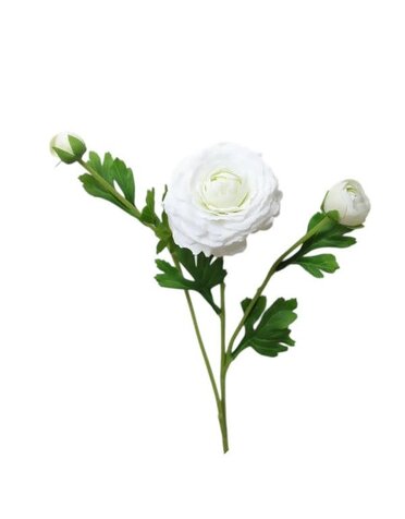 Ranunculus Bloom, 18 in., White