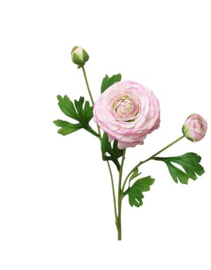 Ranunculus Bloom, 18 in., Lavender