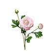 Ranunculus Bloom, 18 in., Lavender