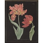 Antique Curiosities Inc Vintage Tulip Flower B Artwork, 12 X 16 in.