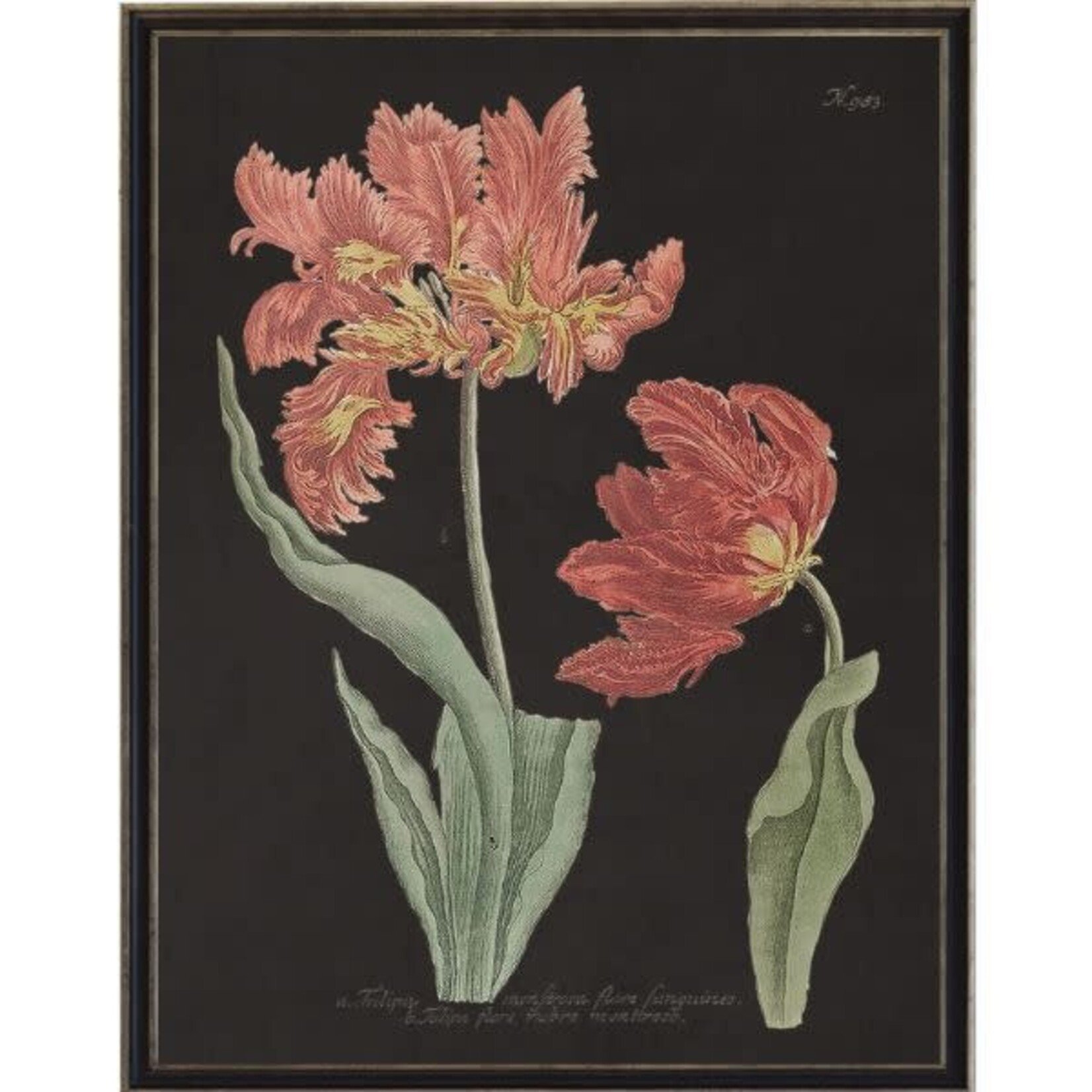 Antique Curiosities Inc Vintage Tulip Flower B Artwork, 12 X 16 in.