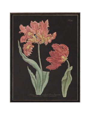 Antique Curiosities Inc Vintage Tulip Flower B Artwork, 12 X 16 in.