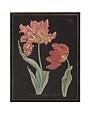 Antique Curiosities Inc Vintage Tulip Flower B Artwork, 12 X 16 in.