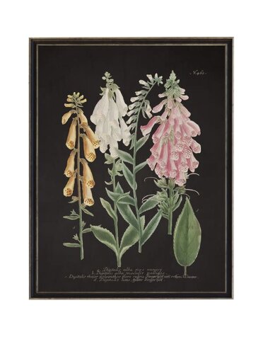 Antique Curiosities Inc Vintage Flower V Artwork, 12 X 16 in.