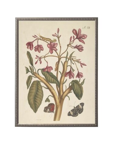 Antique Curiosities Inc Vintage Butterfly and Flower A Artwork, 12 X 16 in.