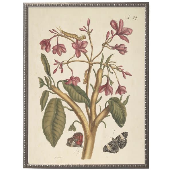 Antique Curiosities Inc Vintage Butterfly and Flower A Artwork, 12 X 16 in.